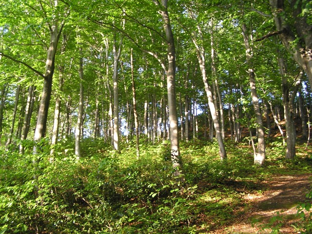 P1010037.JPG
