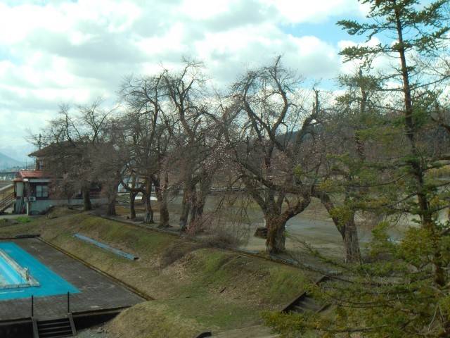 桜が咲き始めました！